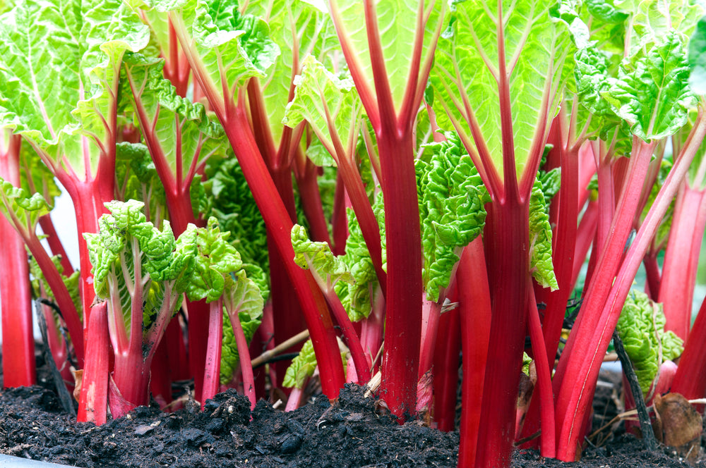 Does AI = Rhubarb?